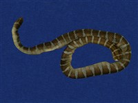 藏品(闊帶青斑海蛇)的圖片